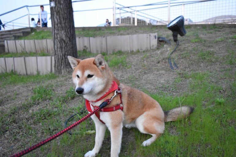 「エンタメを通して社会を明るく」愛犬に誓った想い